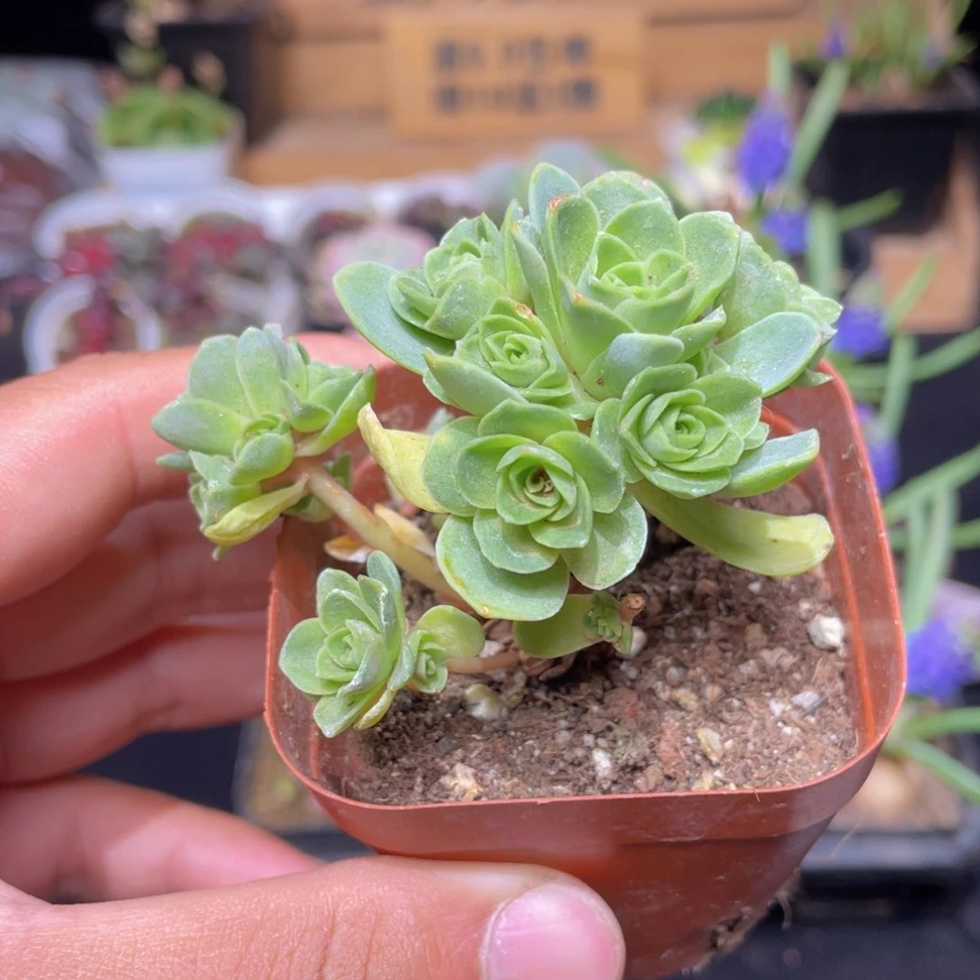 山地玫瑰多肉9.9包邮发货