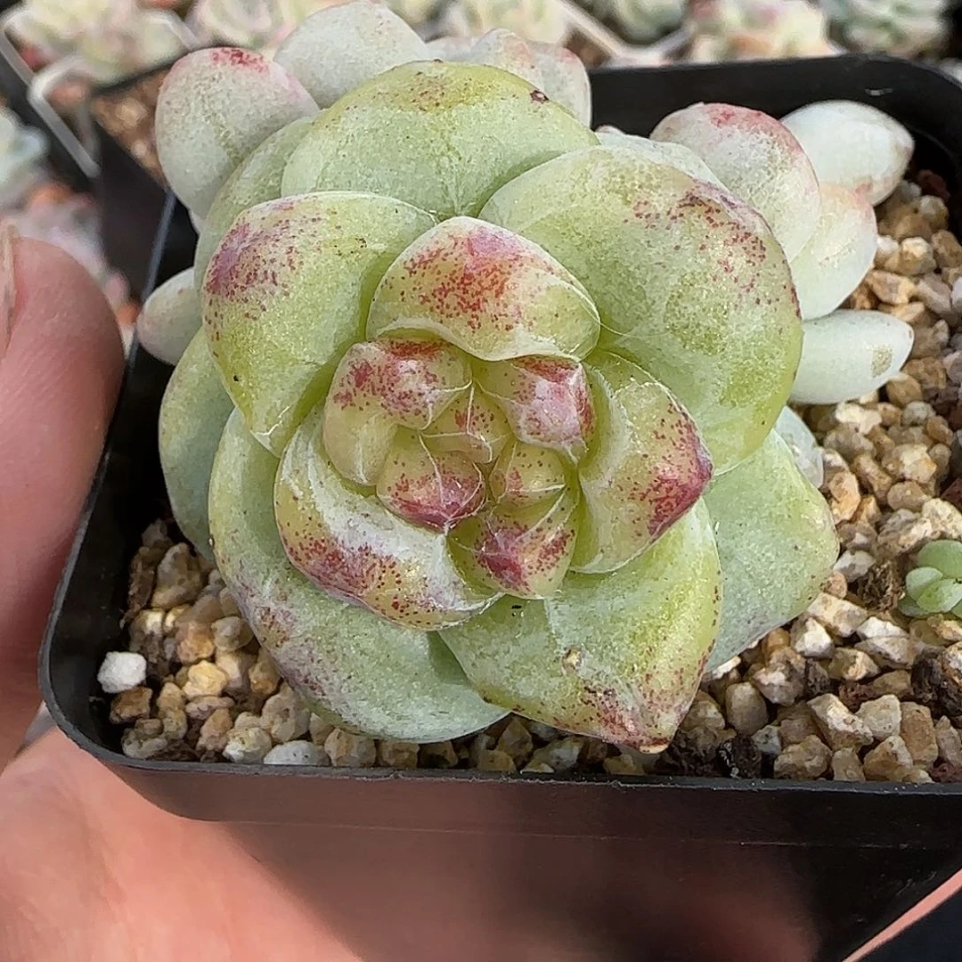 冰玉石化群4头包整