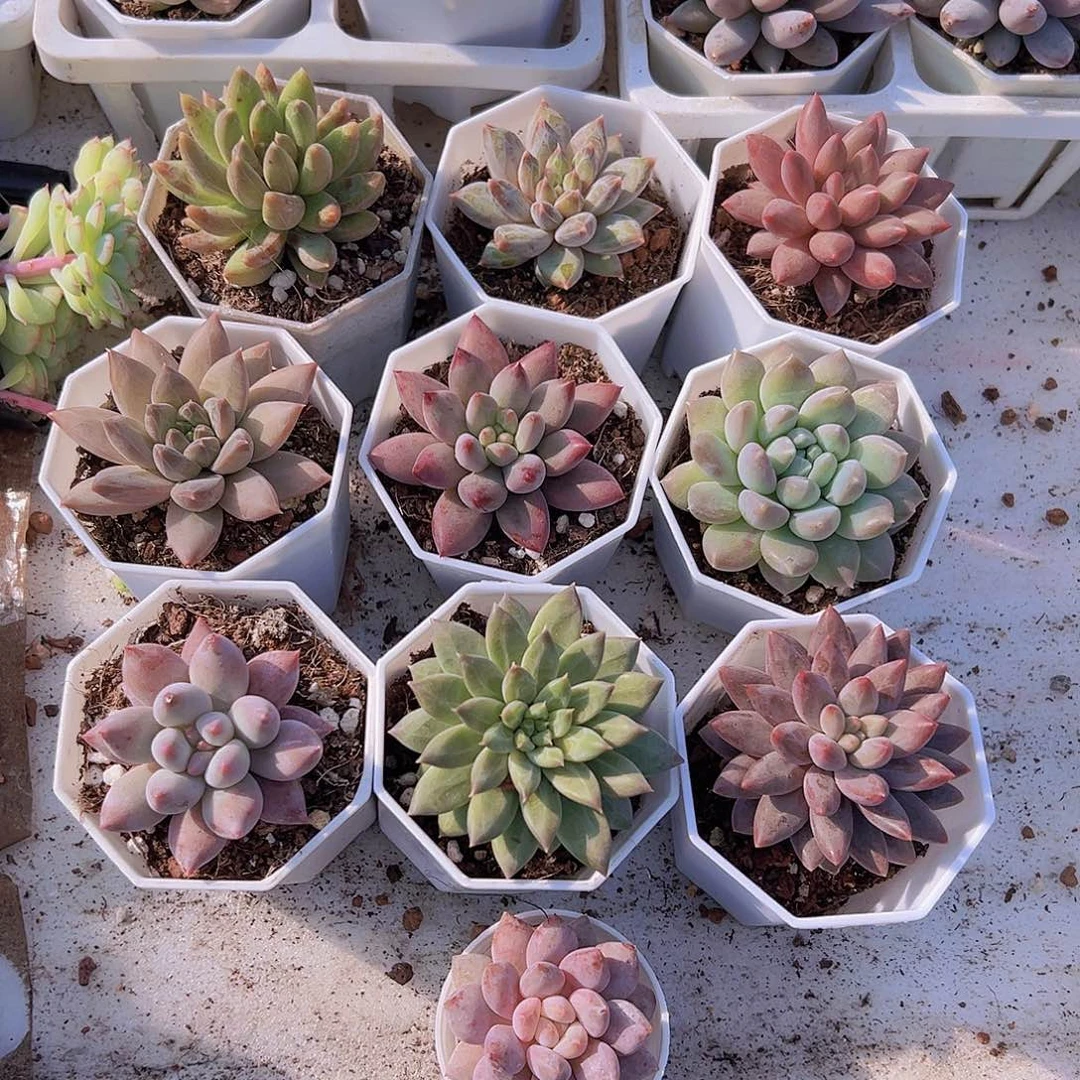 美人组合10颗白盆发货