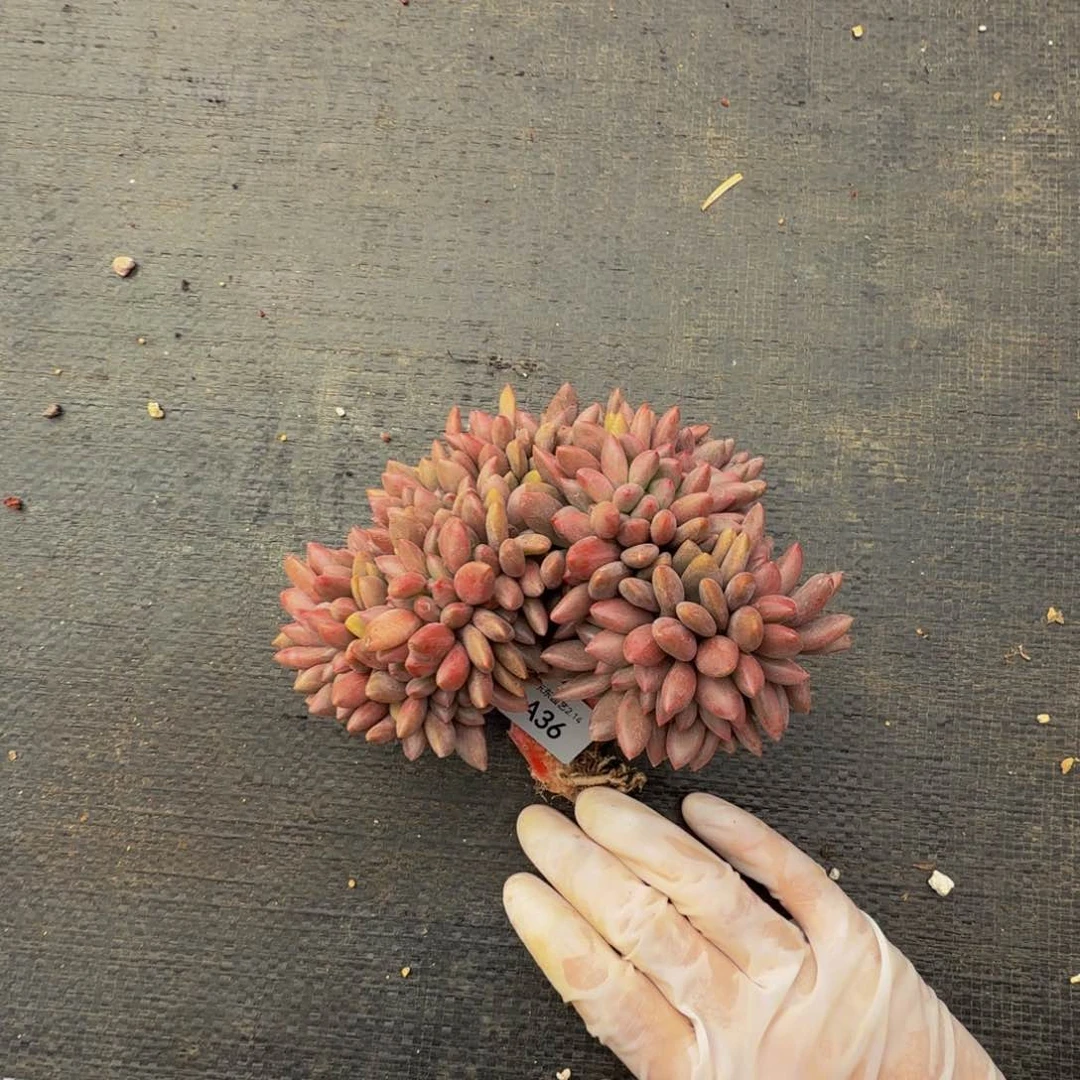 芣**一a a a a a a a a a a a 36