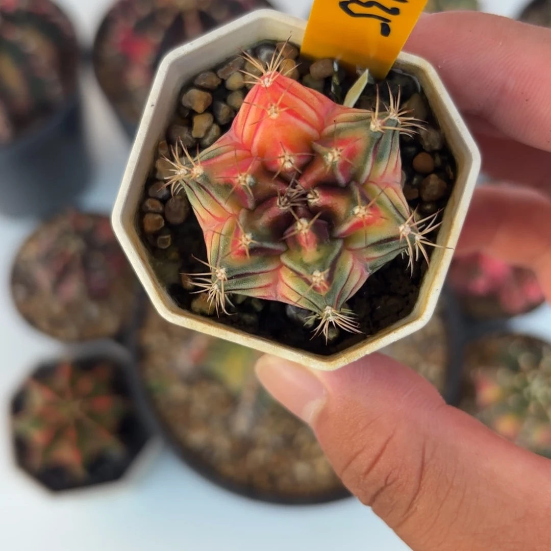 135-1216泰国发货多肉