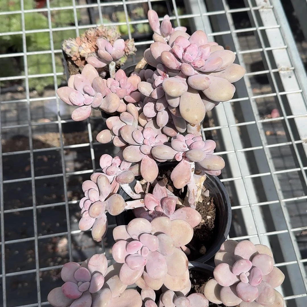 Q**g三颗桃蛋多肉植物精品