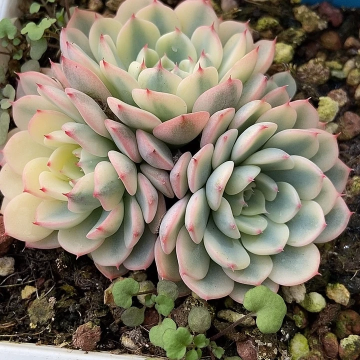 多肉植物姬莲锦780多肉