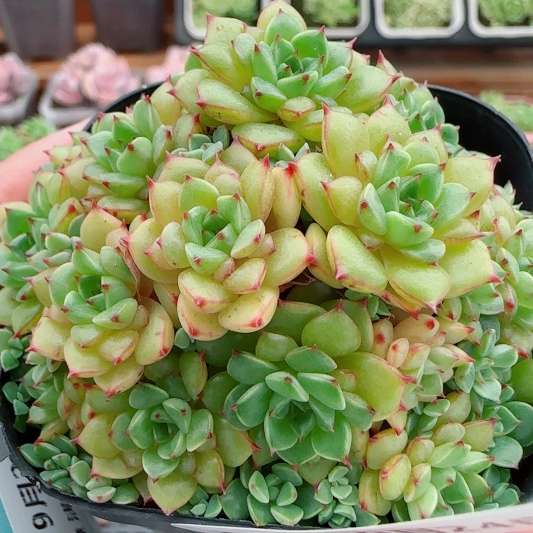 花语逸镜0924-129甜茶