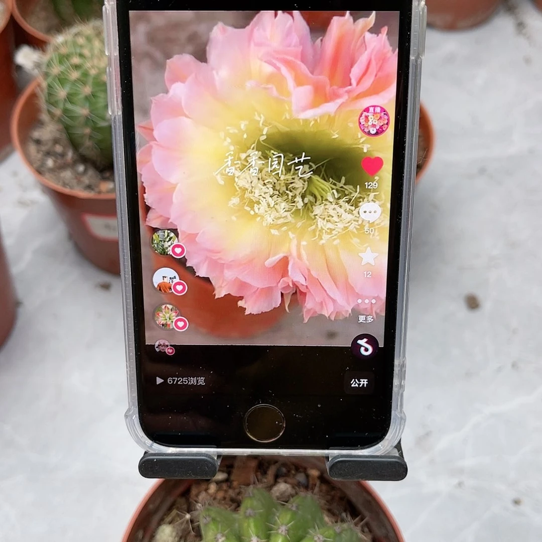 彩草比心7公分左右带3个测芽