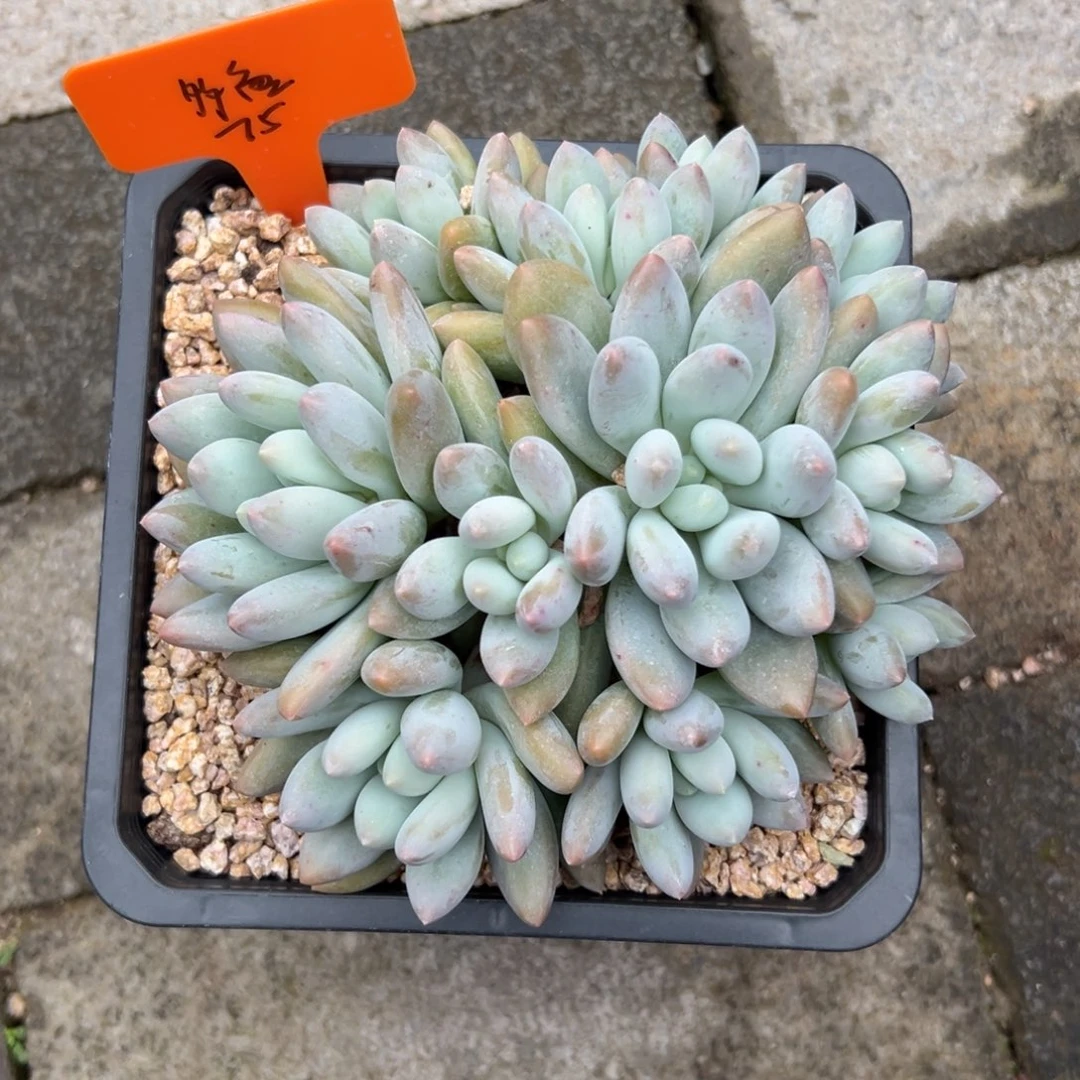 多***喵香所111111111111111