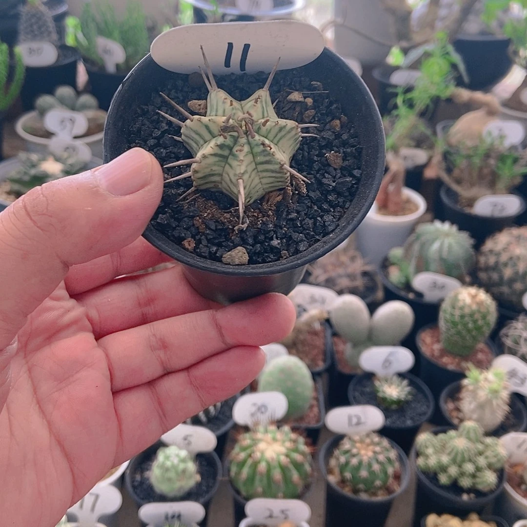 斑马一个一物一拍