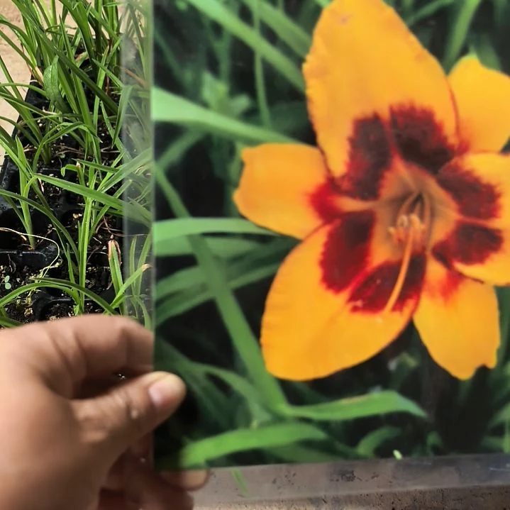 当前无花栽培后可以开花萱草小丑大苗