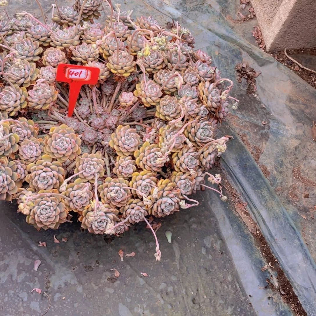 青****店粉布偶401多肉植物