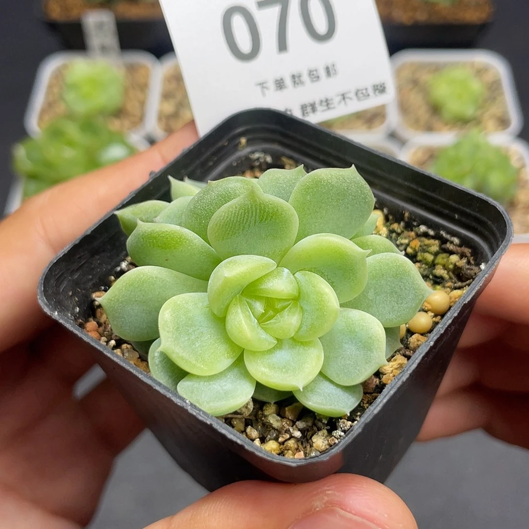 双头泼天富贵一物一拍070