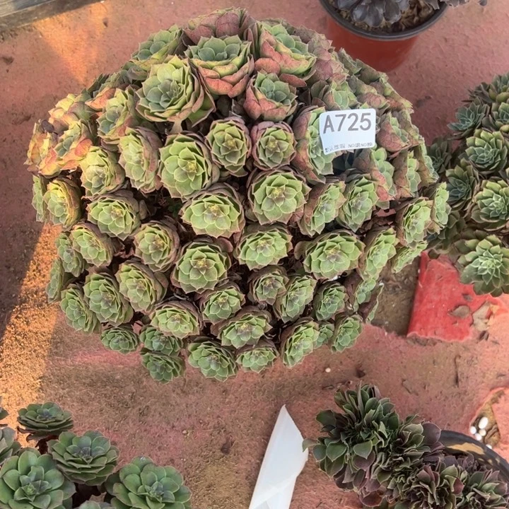 杜***山万圣节多肉植物725.