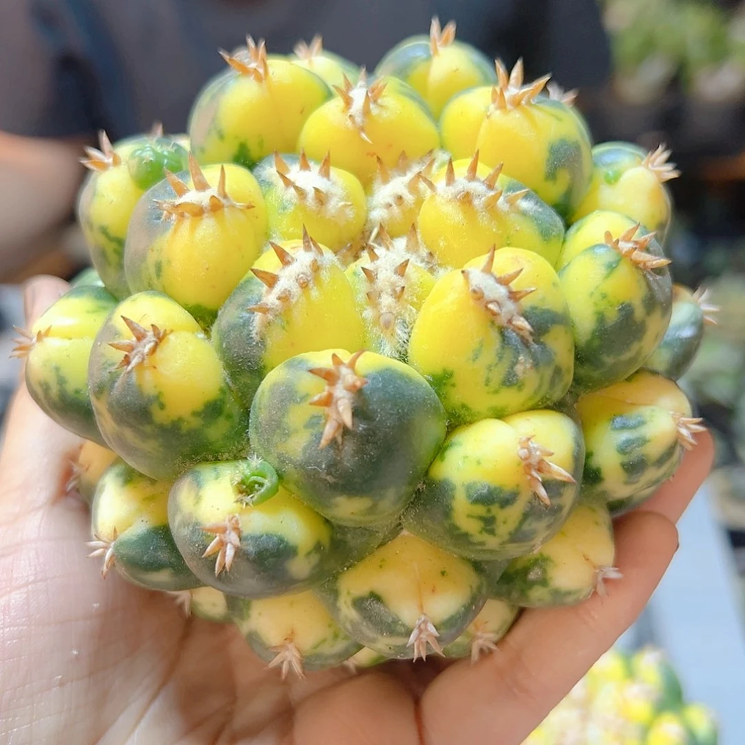 大短豪刺獠牙锦10公分无根尤接