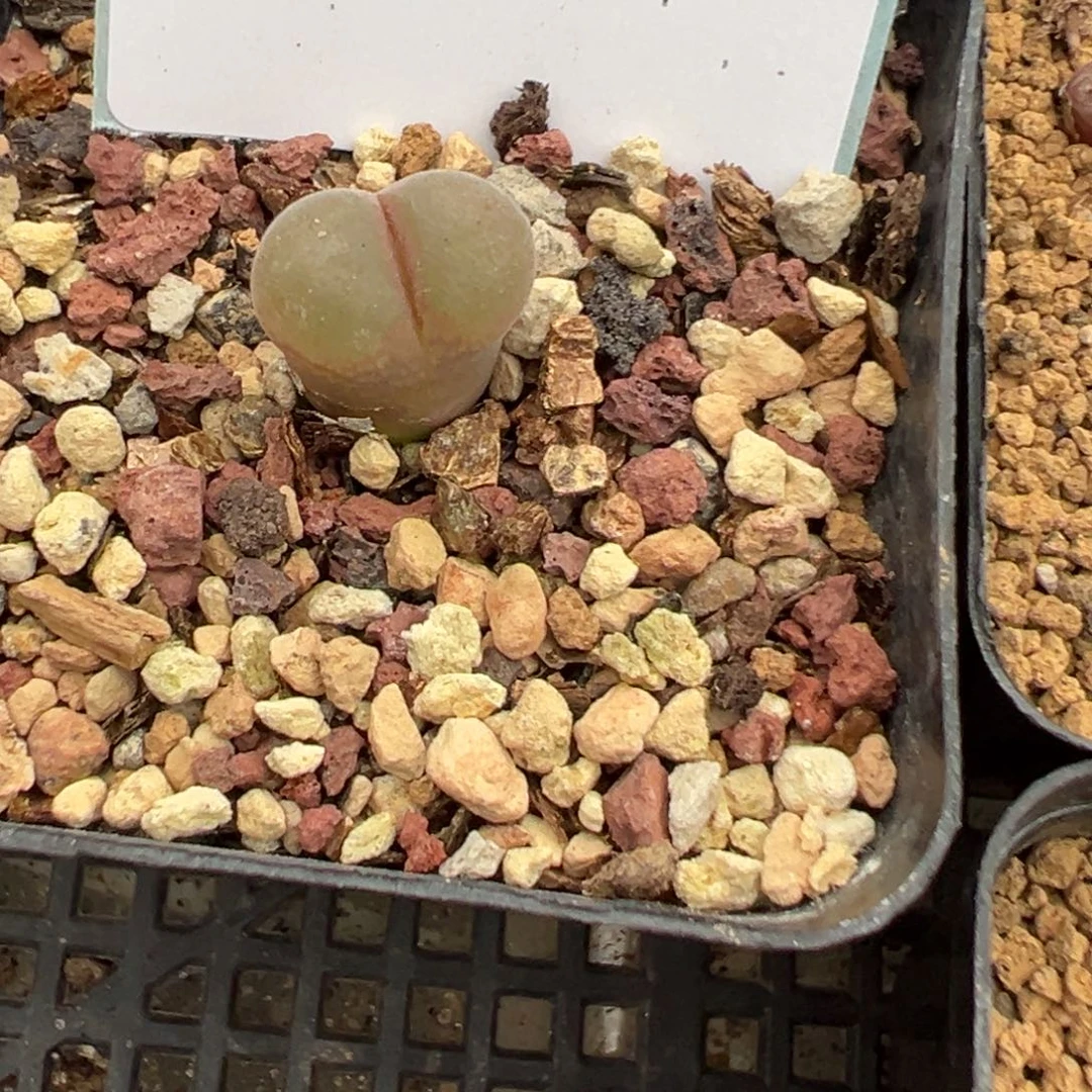 23-97恩东风铃多肉植物