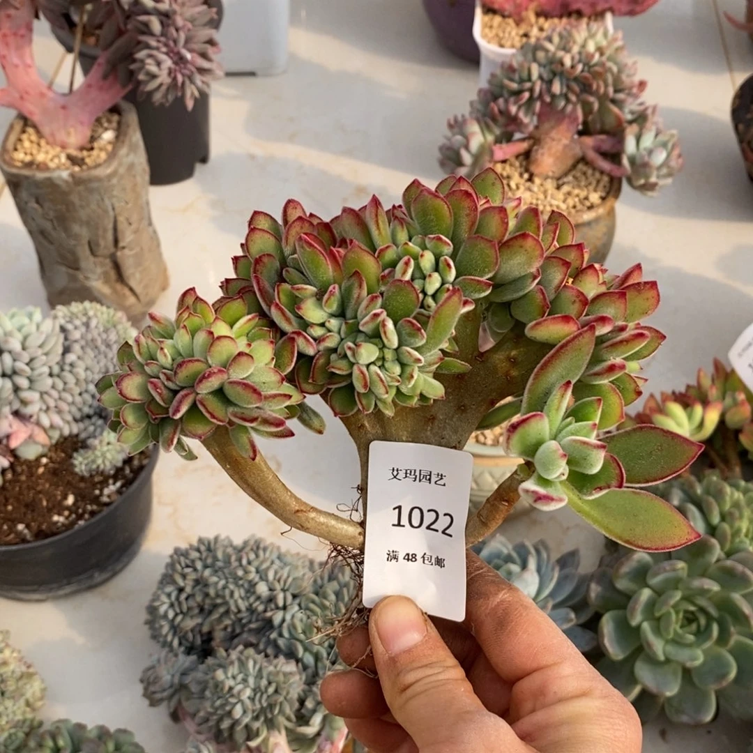 兔儿缀化多肉多肉022