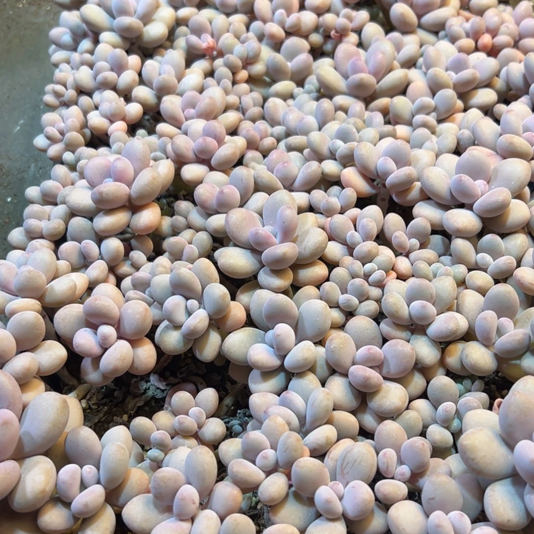 250的弟弟风风光光vvv