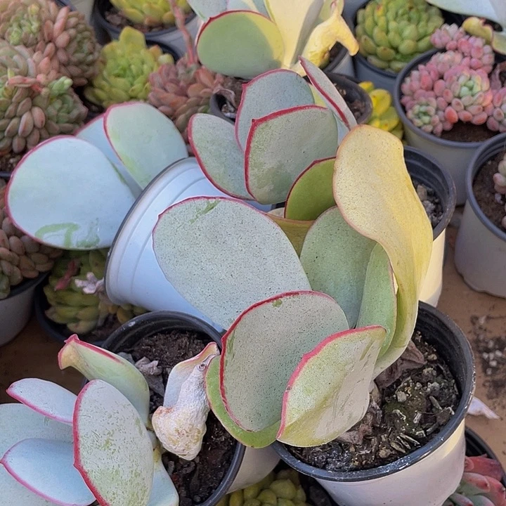 90盆大白眉大的带盆土发