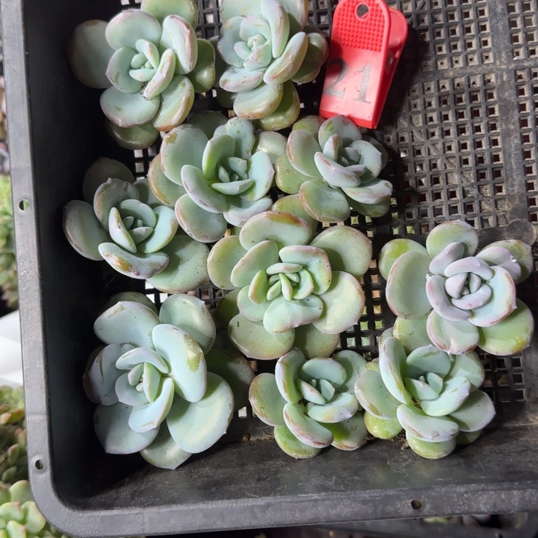 10颗单头韩版奶茶一物一拍21