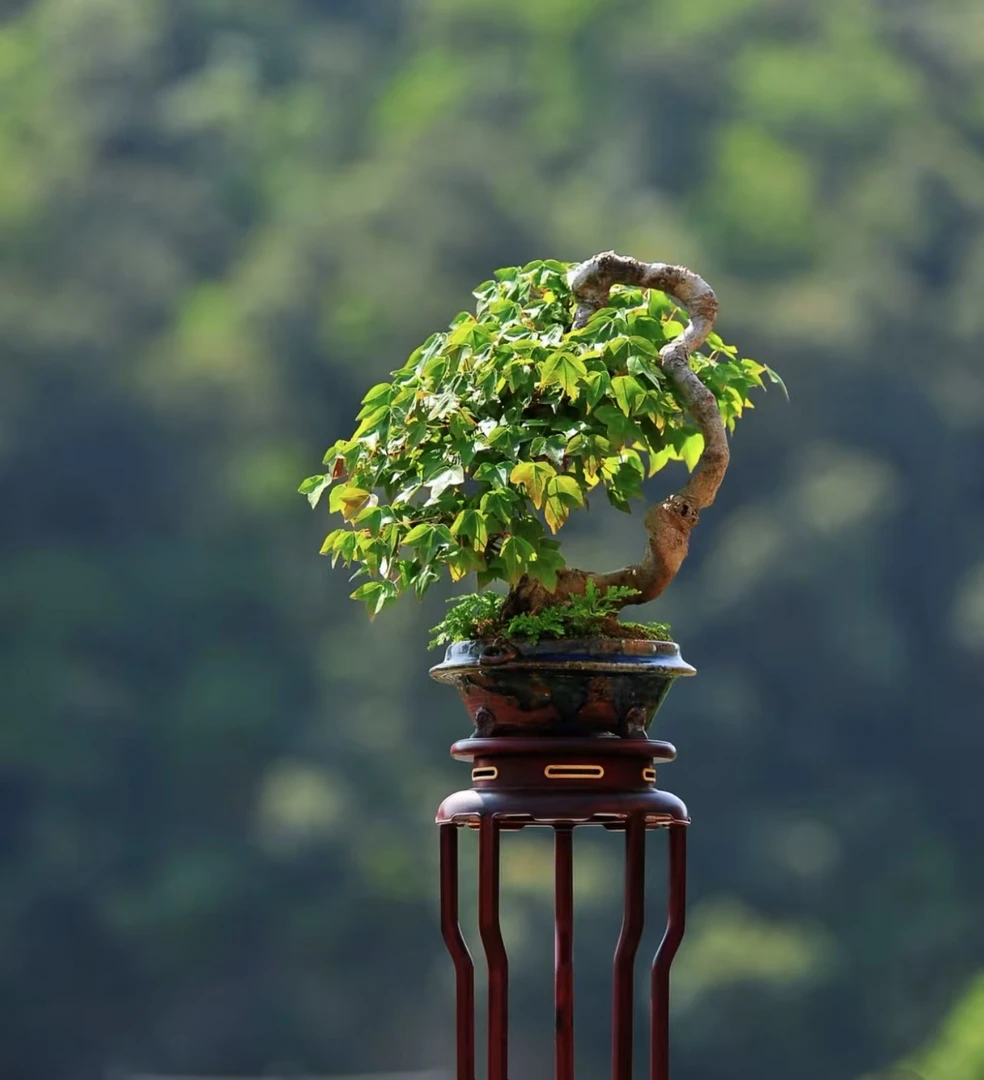 唐枫三角枫，山红叶，白蜡，小叶榔榆