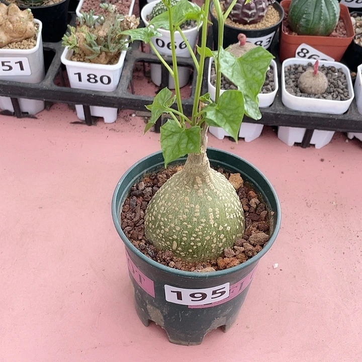 195银叶睡布袋块根