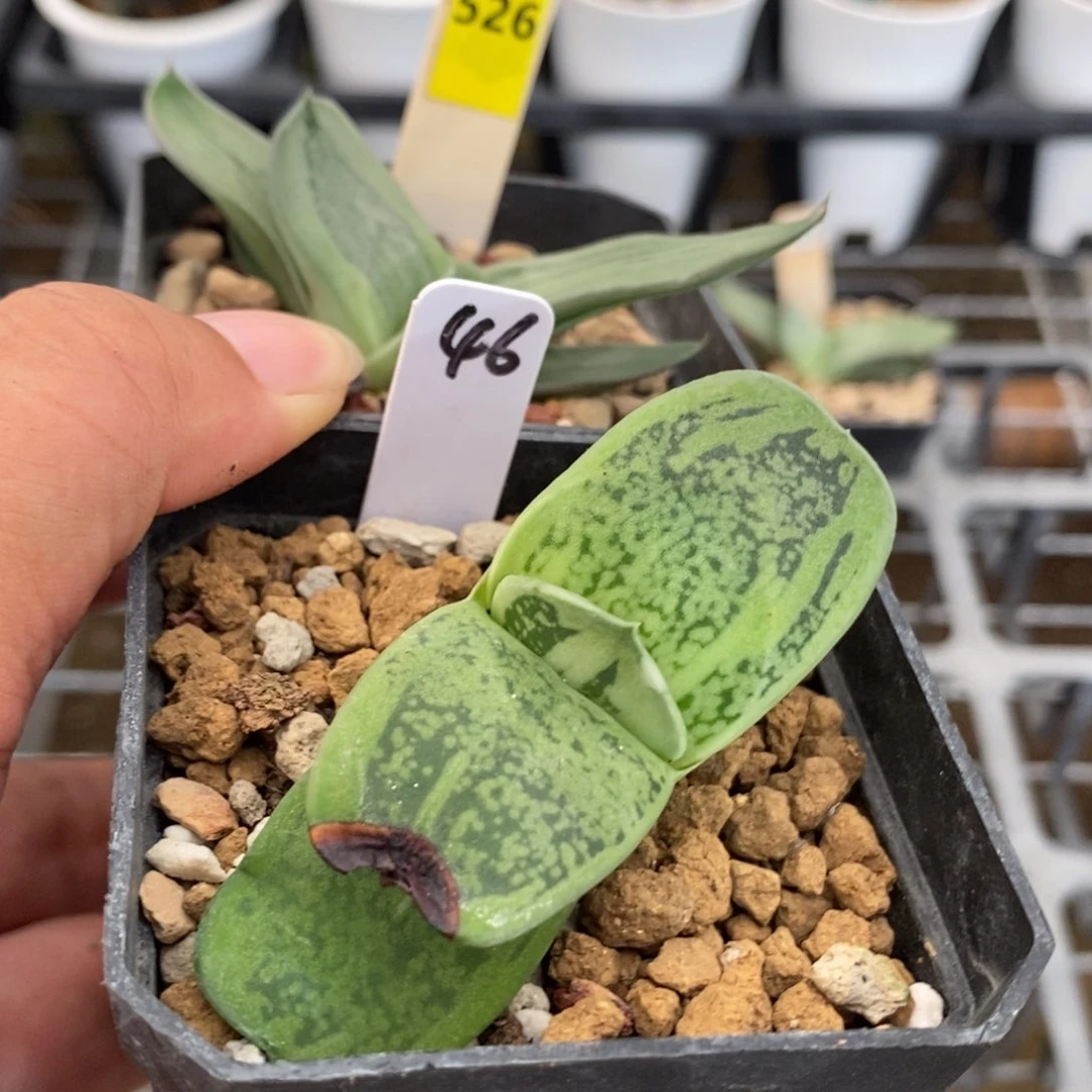 阿***）46+526两个卧牛一物一拍