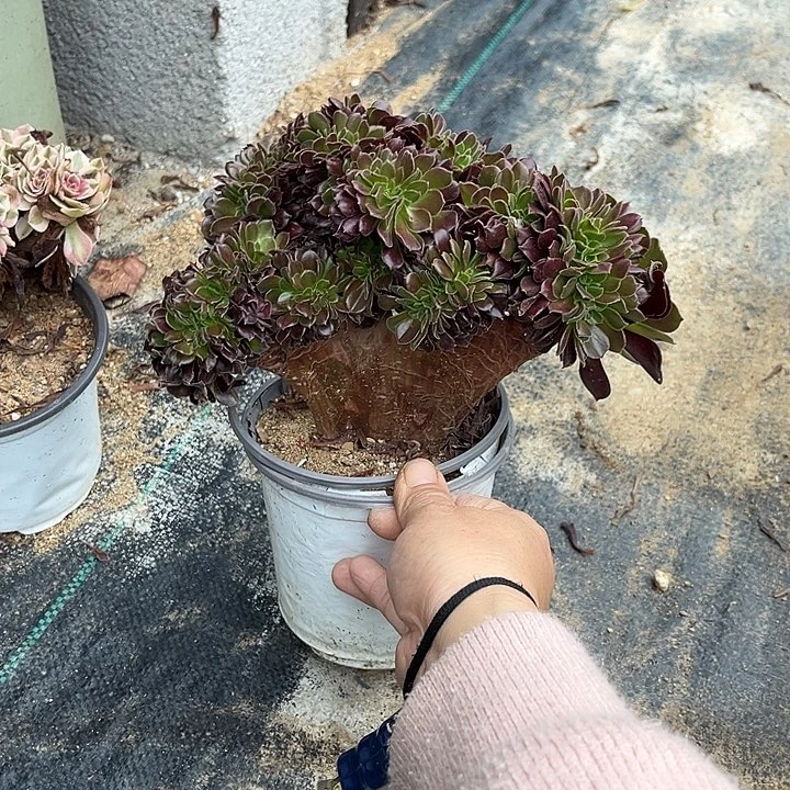 满28包欧紫冠幅21厘米