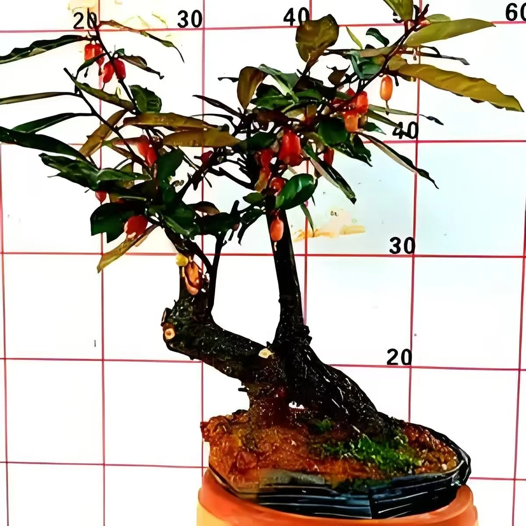 羊奶果盆景淫羊藿野百合萱草等奇花异草