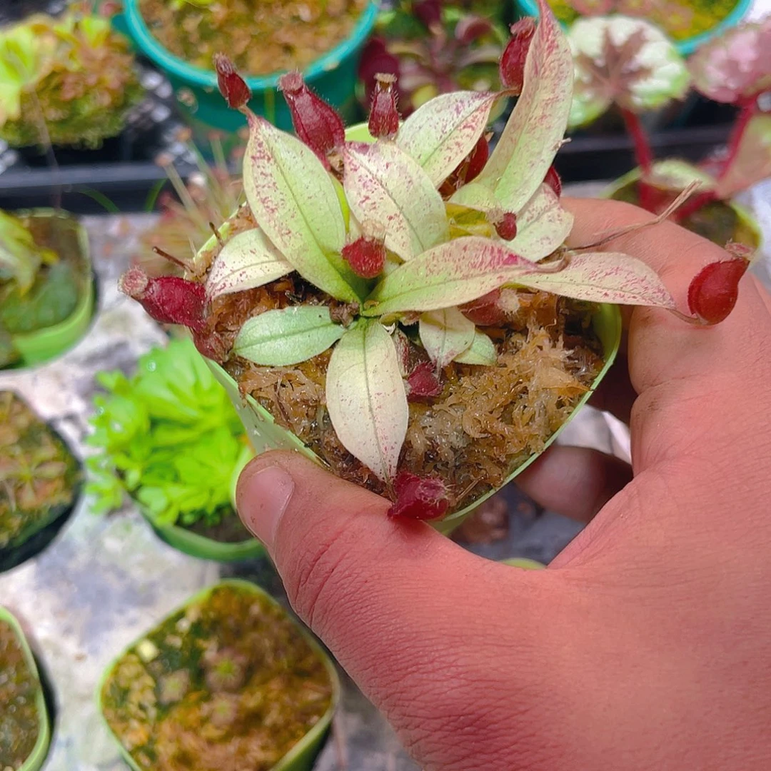 白话海岛黑月3食虫植物