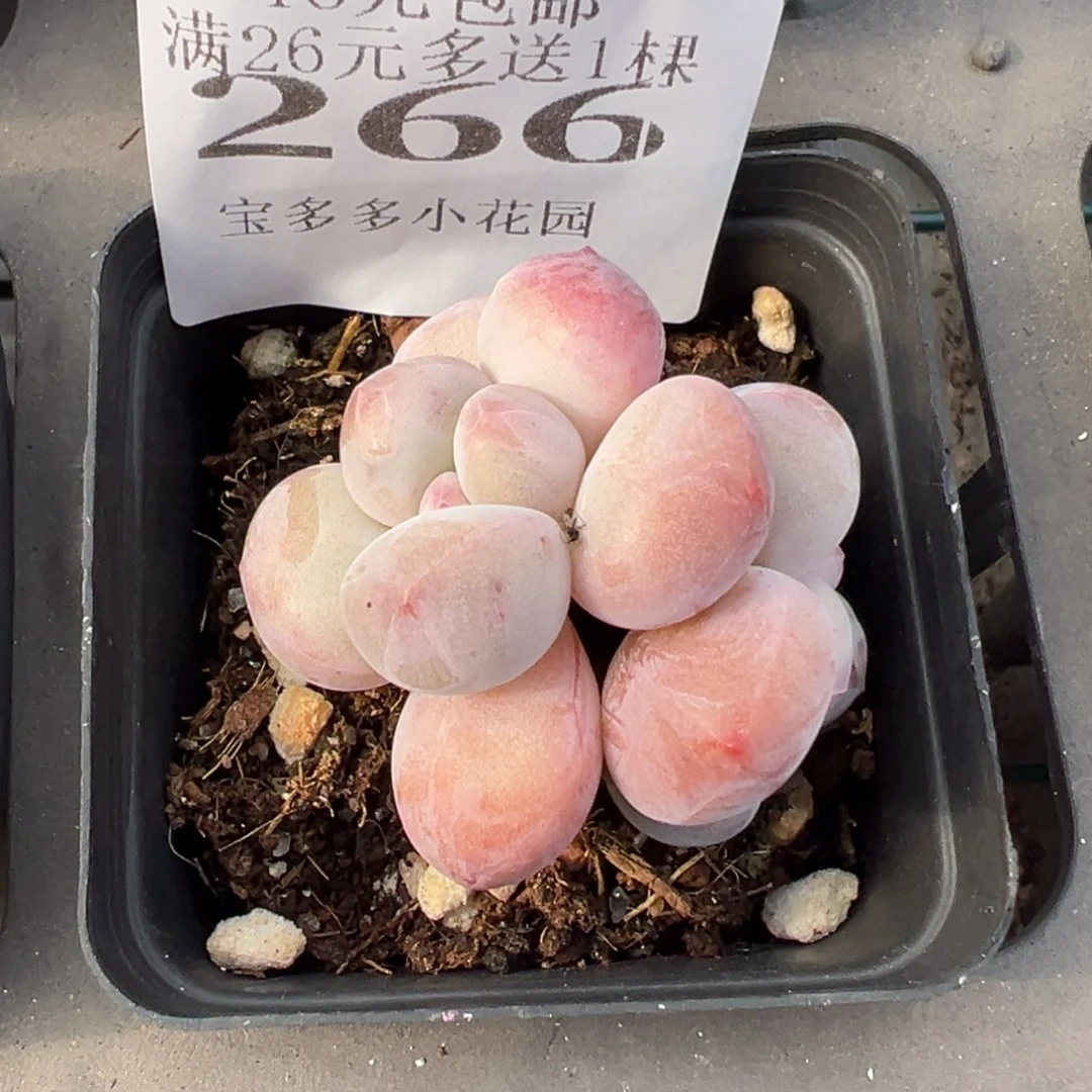 266号双头奶豆一物一拍