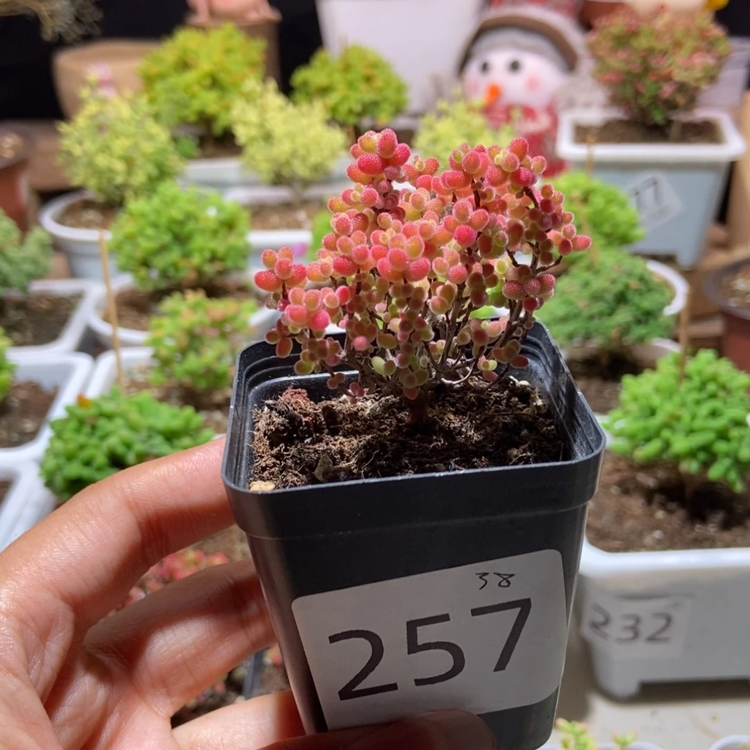 蜜橘带盆土发货一物一拍