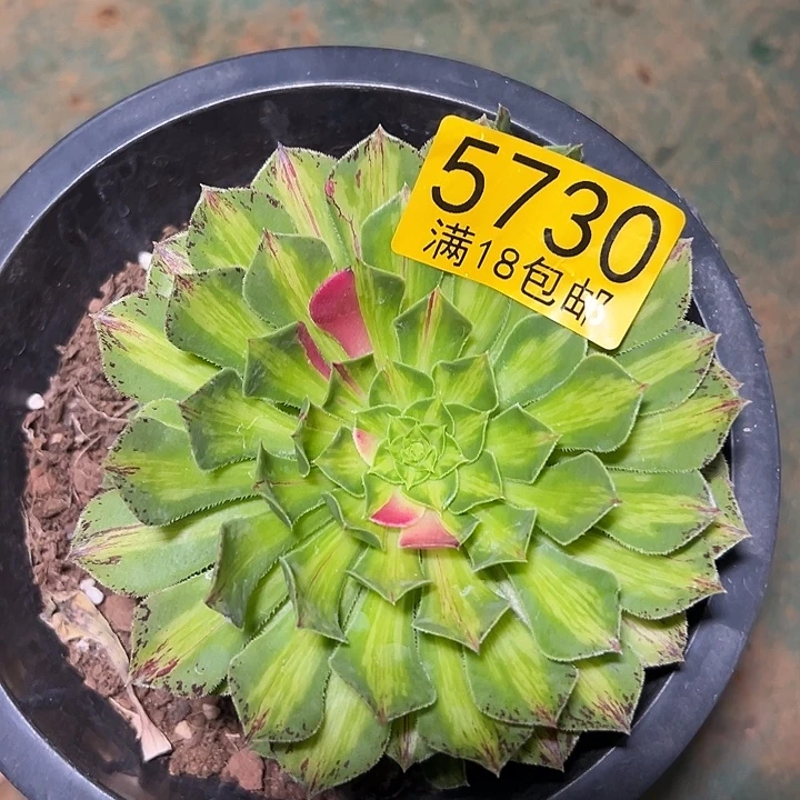 730 知否多肉法师锦