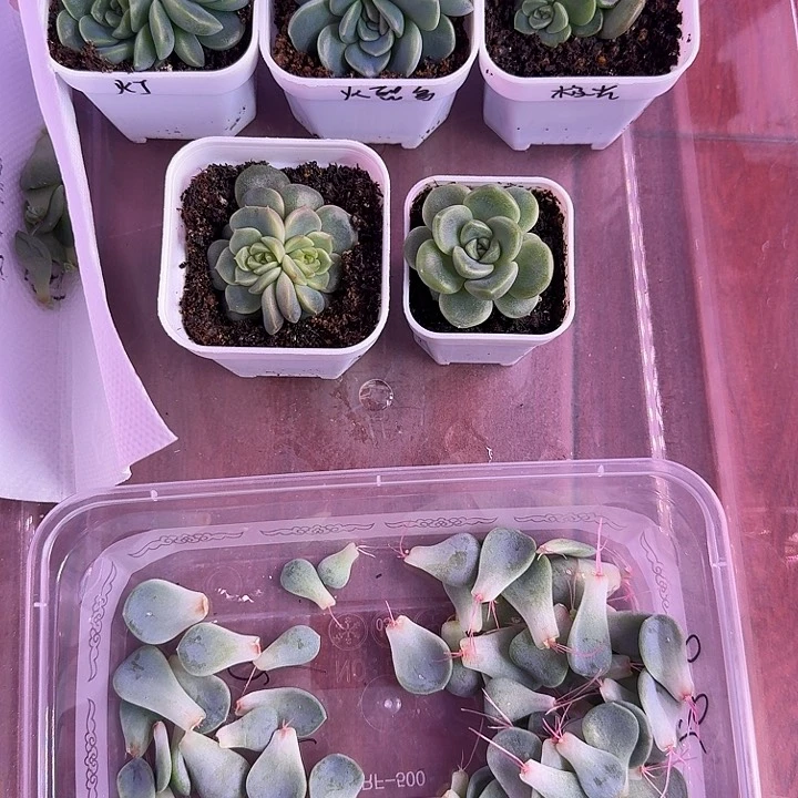 无尽灯，火烈鸟，极光，荔枝，楼兰，2909叶片