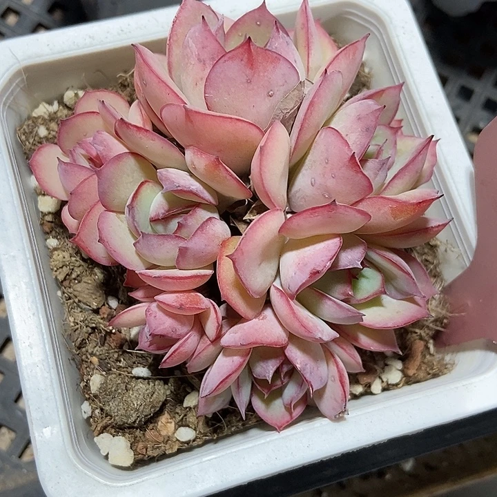 多肉植物牡丹亭群671