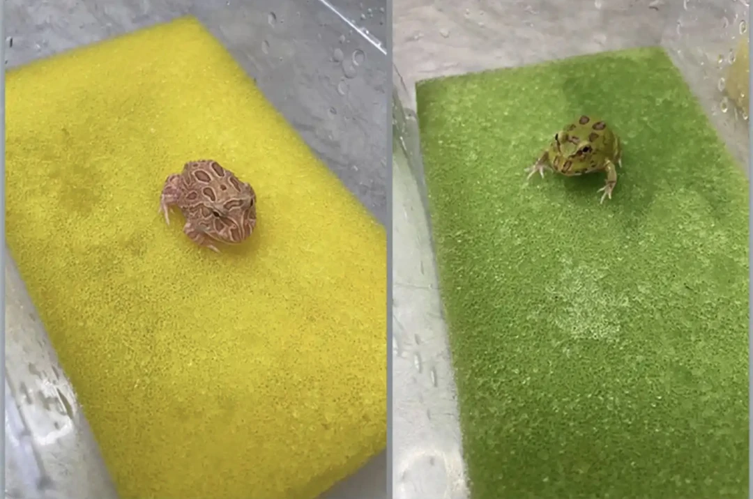 南美巴西蝴蝶霸王角蛙饲养盒生化棉垫材