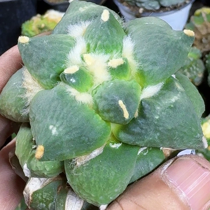 无花朵梦**方福利苗接怒涛840
