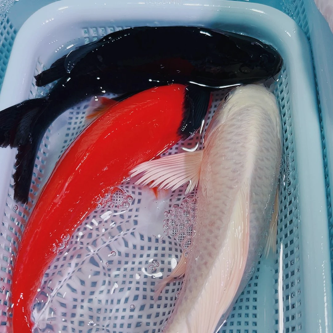 锦鲤锦鲤冷水鱼观赏