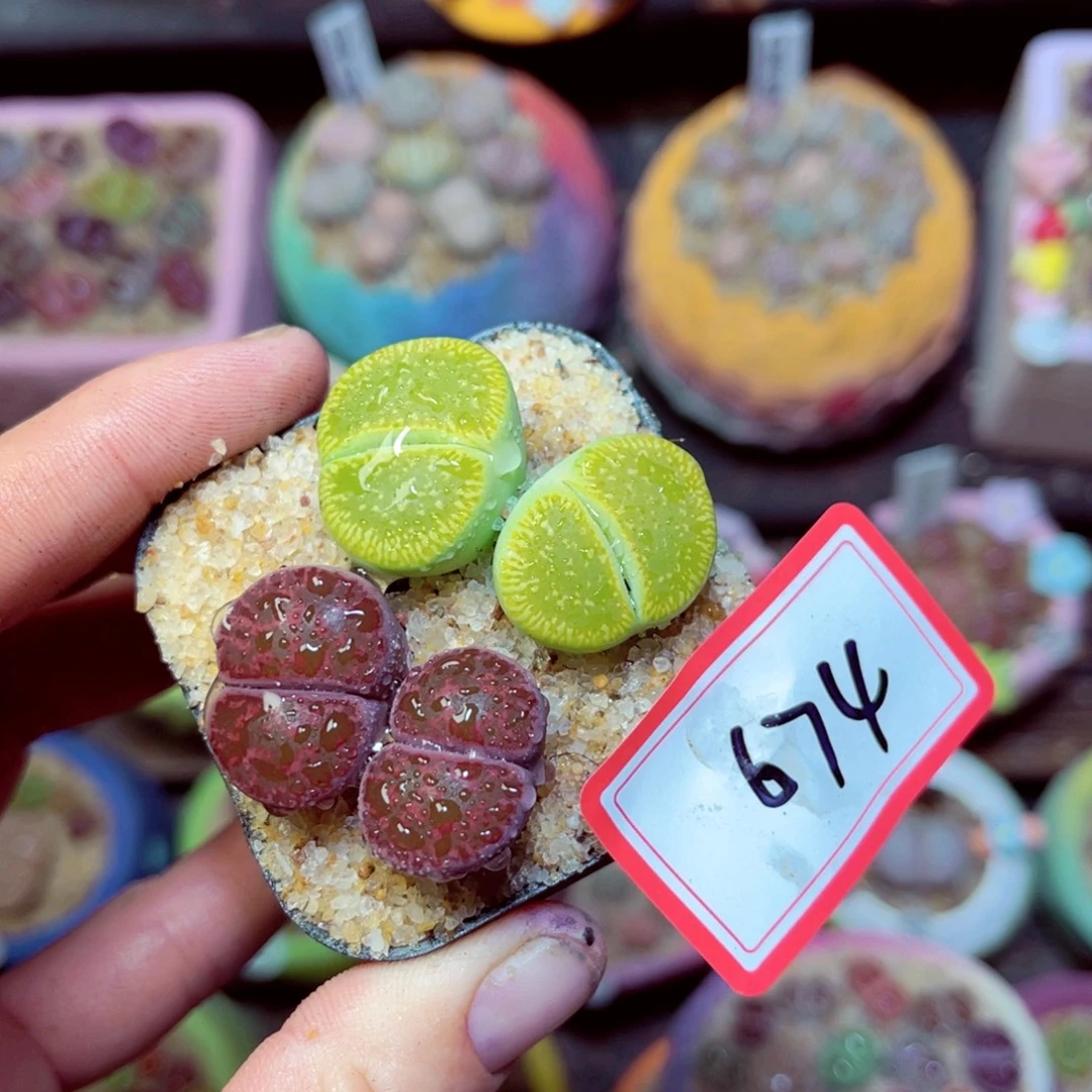 674生石花带盆发1