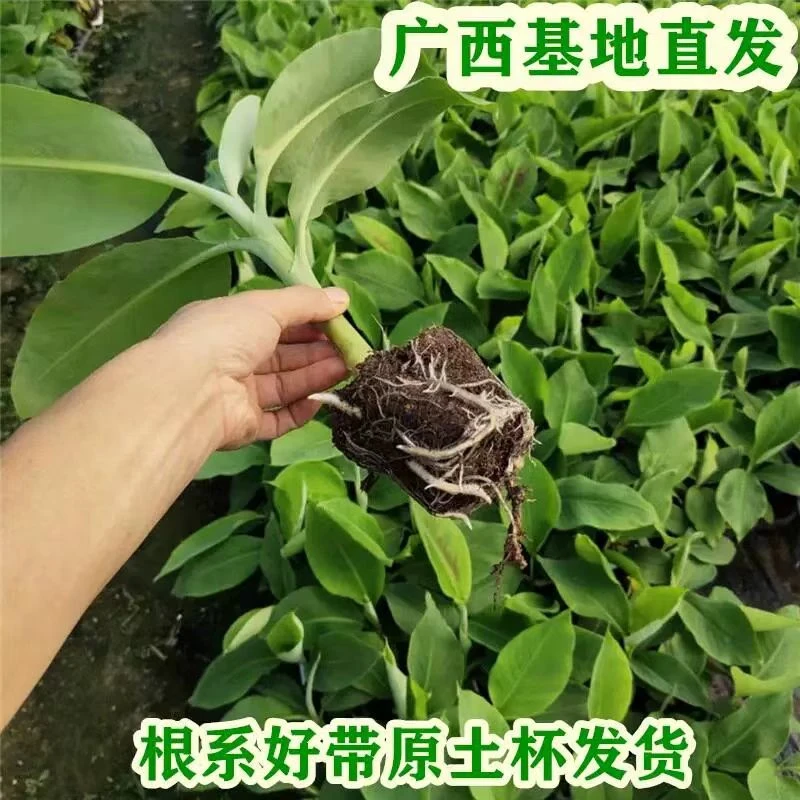 香蕉苗芭蕉苗香蕉树苗矮化蕉皇帝蕉粉蕉盆栽地栽庭院种植大叶芭蕉