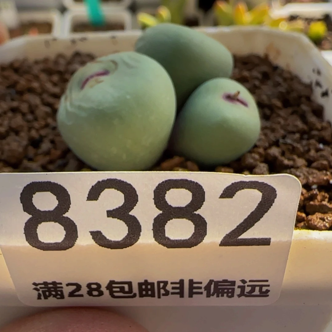 【闪购商品】予****?8382