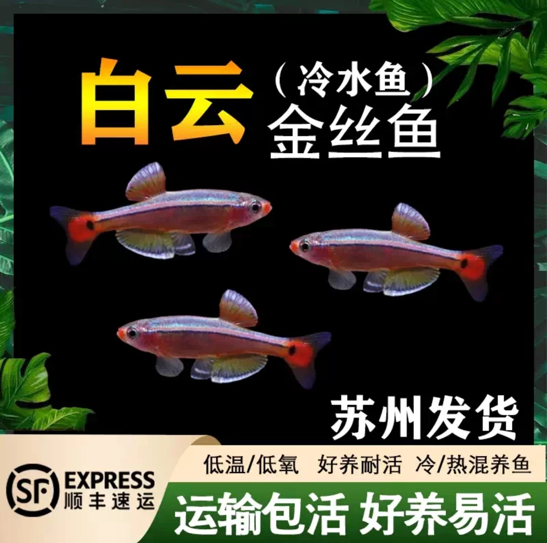 白云金丝鱼小型冷水鱼好养耐活观赏鱼不用打氧过滤小鱼新手推荐鱼