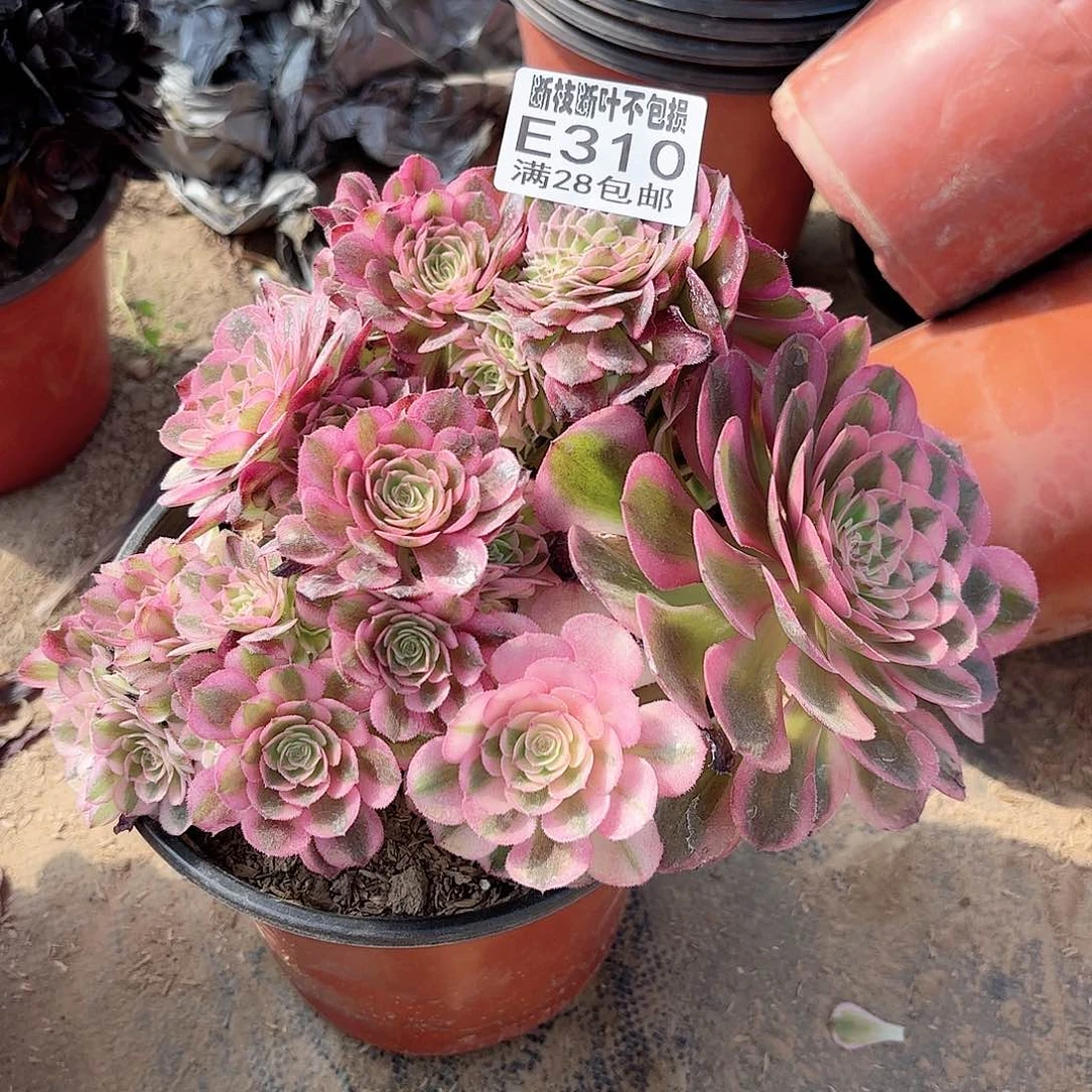 N. 310倾城缀多肉。babace