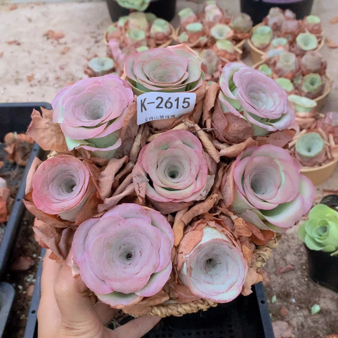 2615精品货带篮子8颗