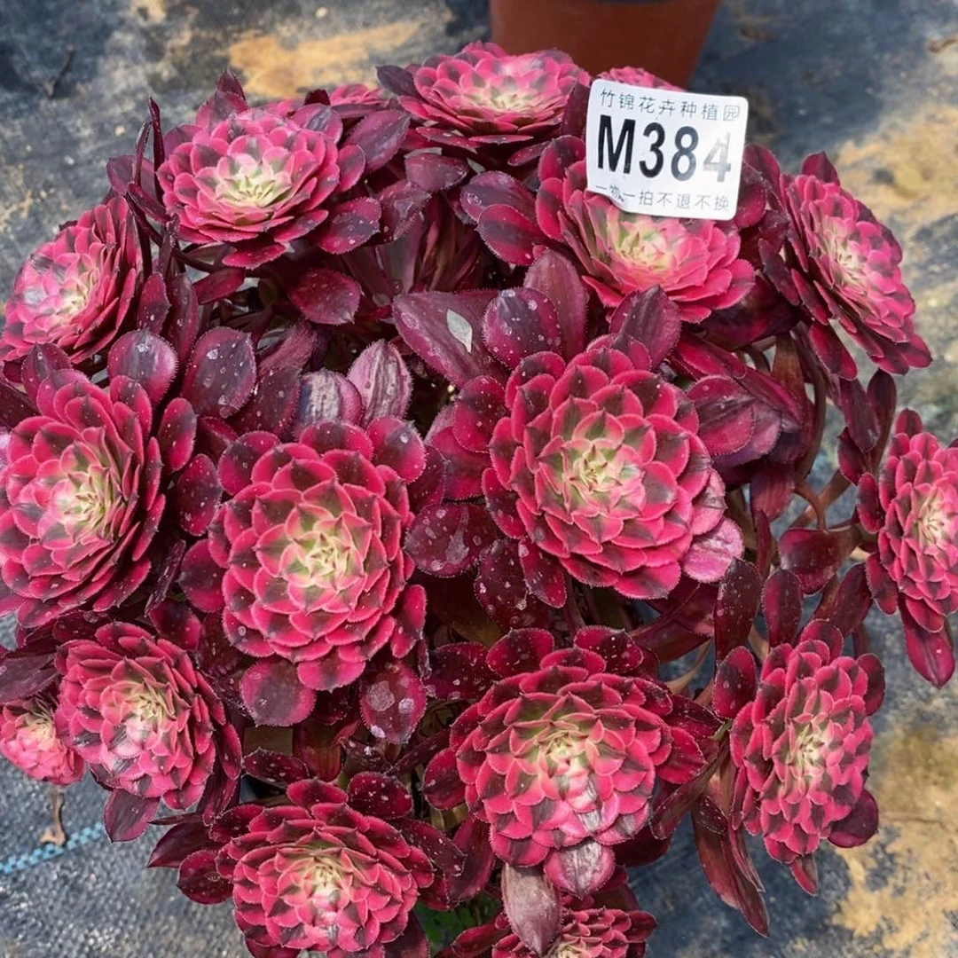 全部花朵384红彤嫩桩一棵