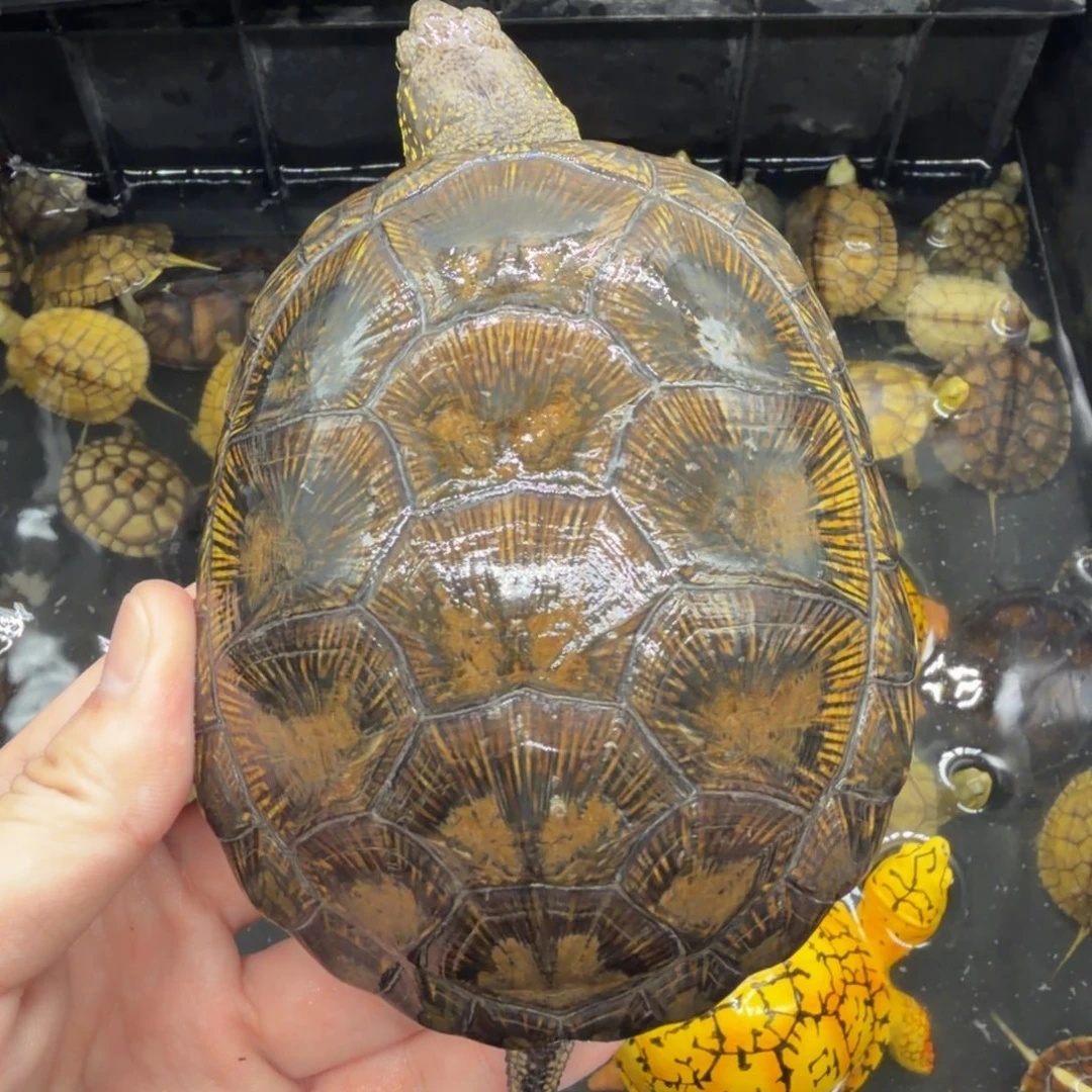 宠物龟不分公母欧泽