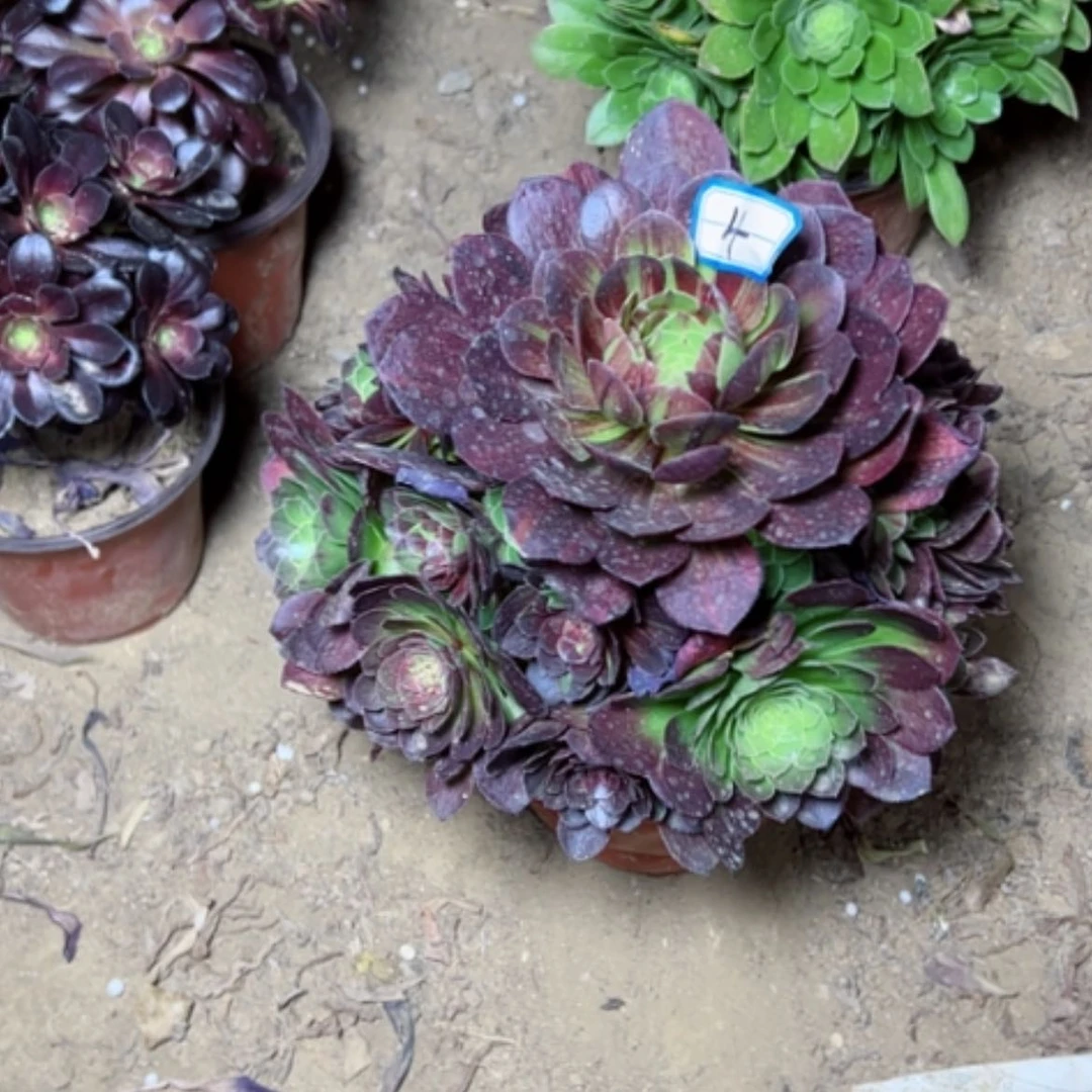 【闪购商品】多肉植物花月夜4