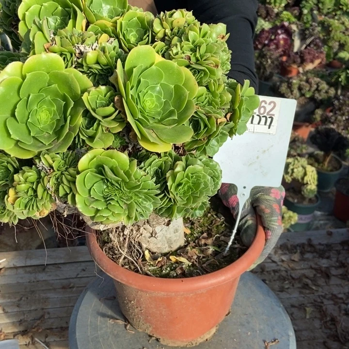 完***美A262绿羊绒绿羊绒