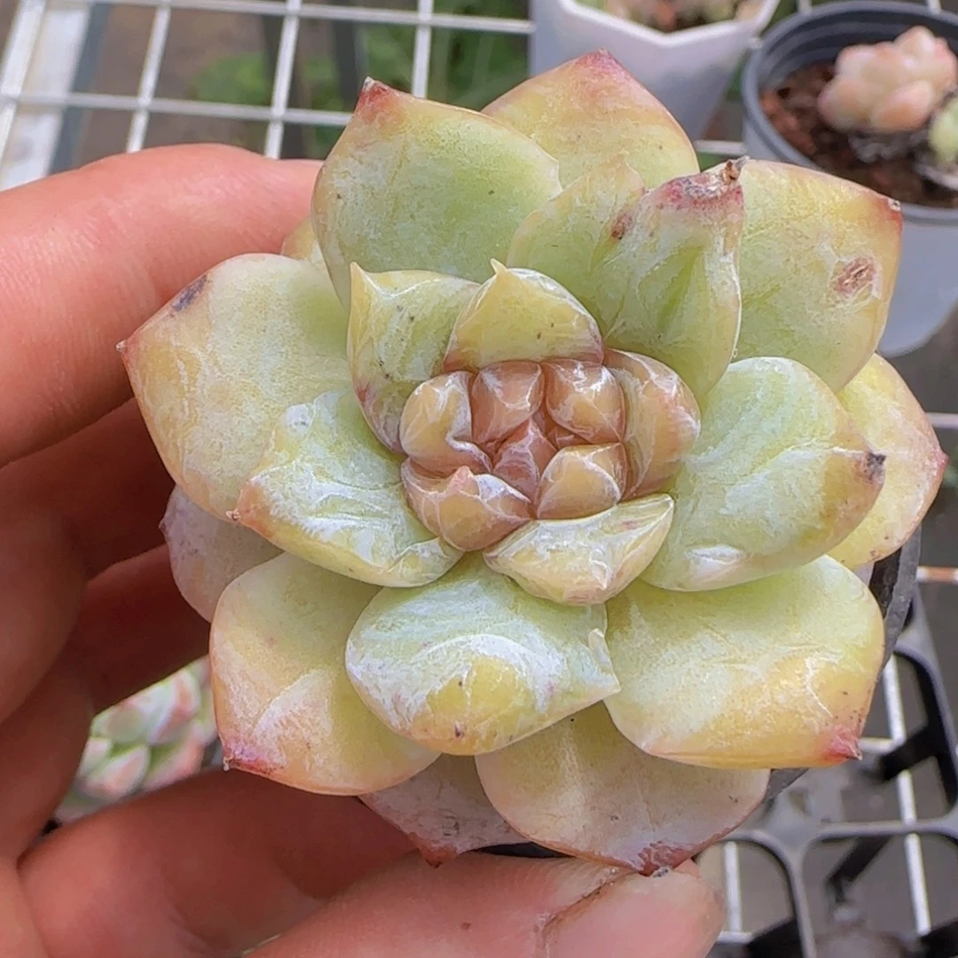 冰魄精控一物一拍