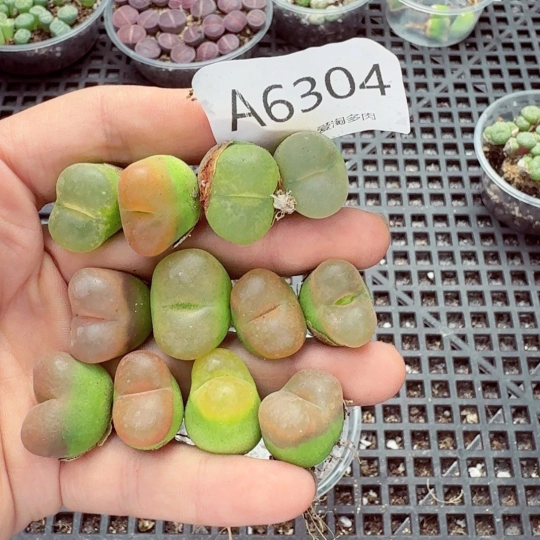 6304—生石花 生石花
