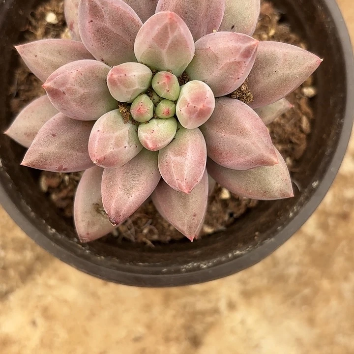 紫体胖虞（满18包邮、偏远地区1号链接拍十块运费）