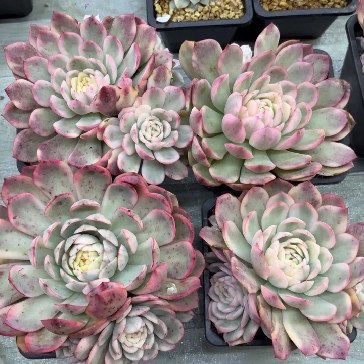 粉水晶群生一物一拍