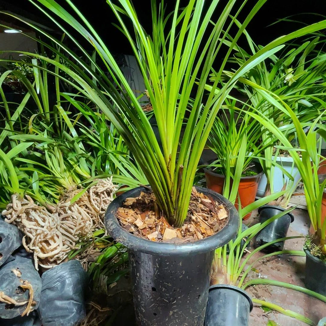 无花朵棕根草提取成分具有良好杀菌能力
